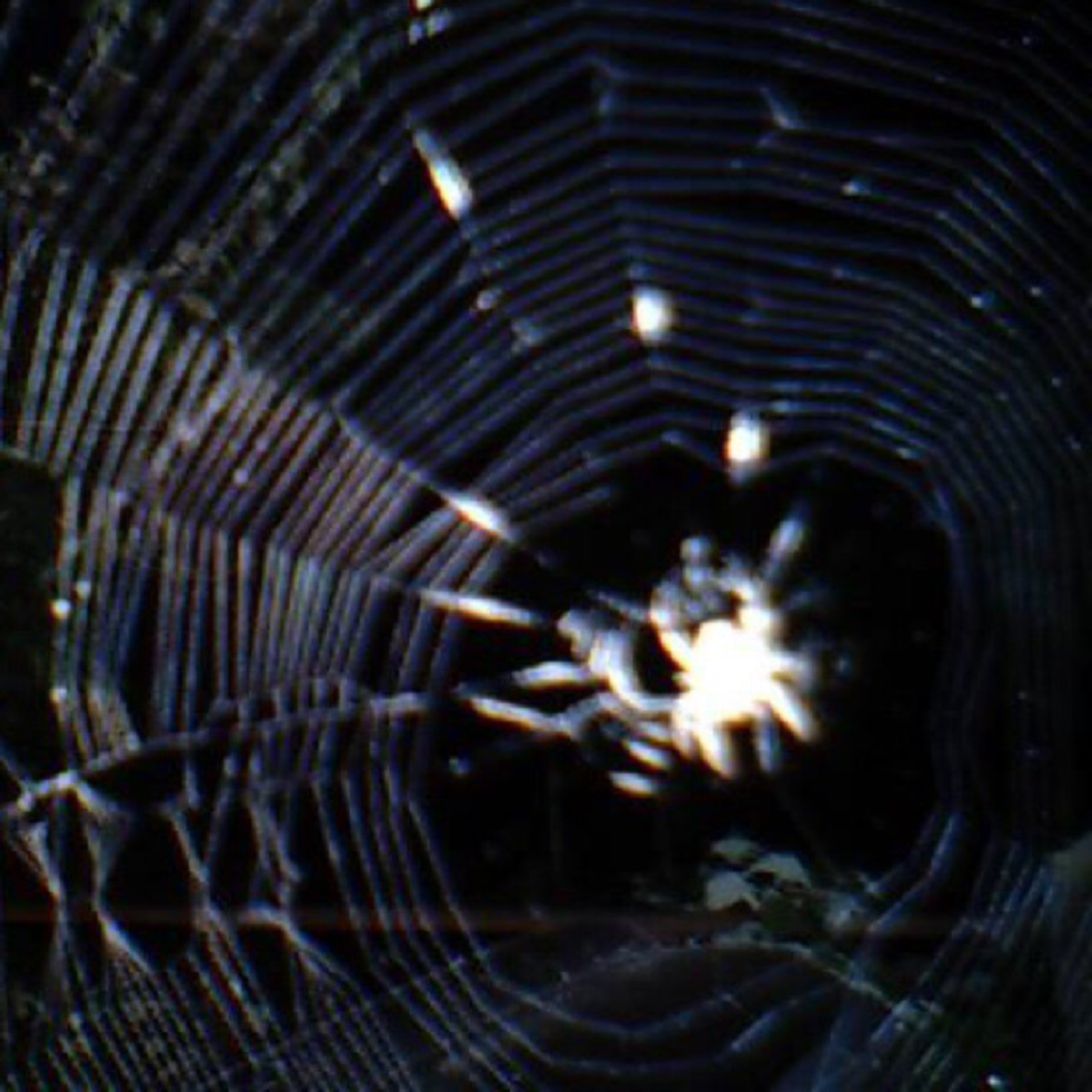 radiodont - weird things (2024)